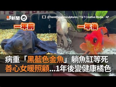 黑牡丹金魚風水|為何黑牡丹魚被視為風水寶物？